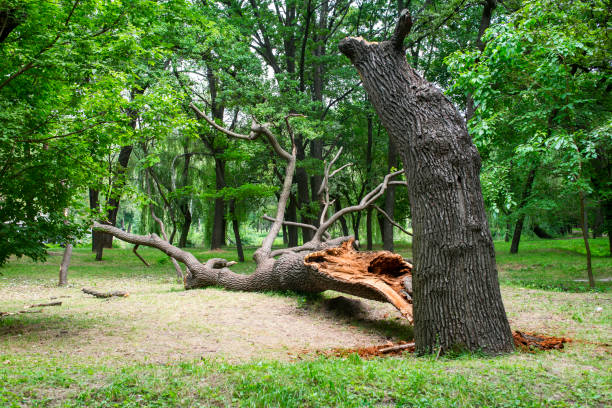Best Tree Risk Assessment  in Kirkland, IL