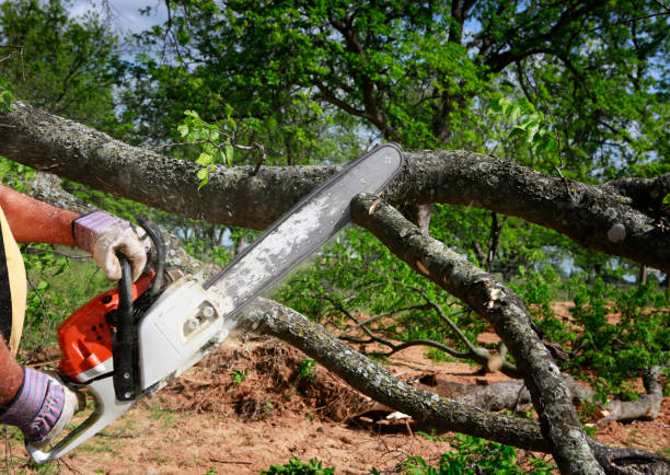 How Our Tree Care Process Works  in  Kirkland, IL